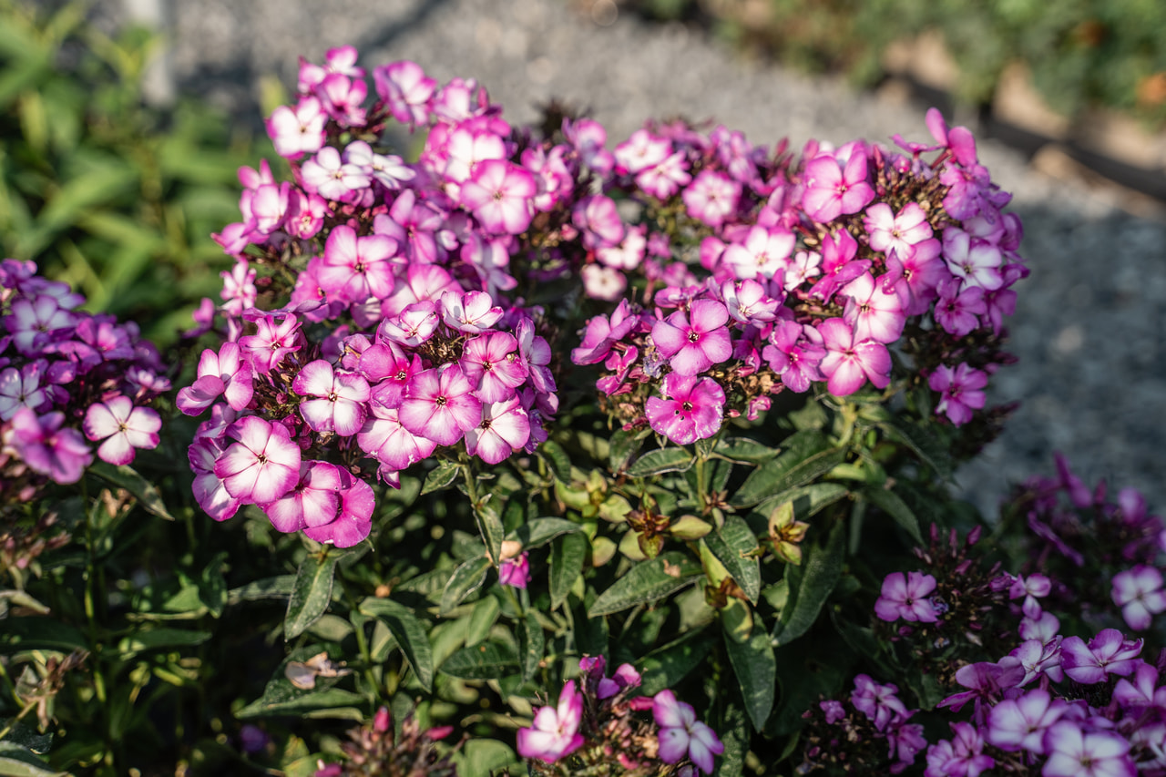 Leimu Sweet Summer Fantasy, Loukykvět