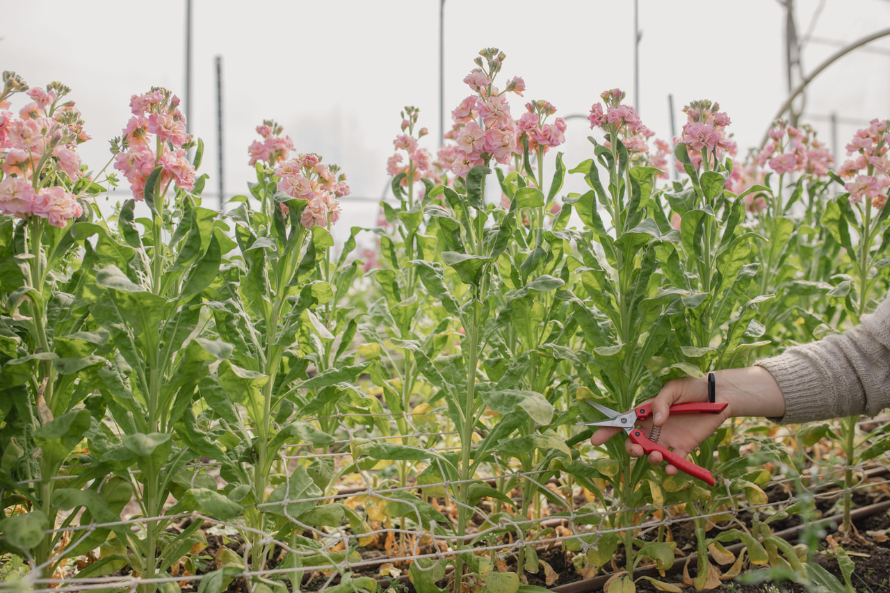 Stock StoX Champagne, Loukykvět