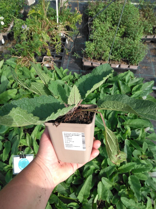 Verbascum Wedding Candles - 2024