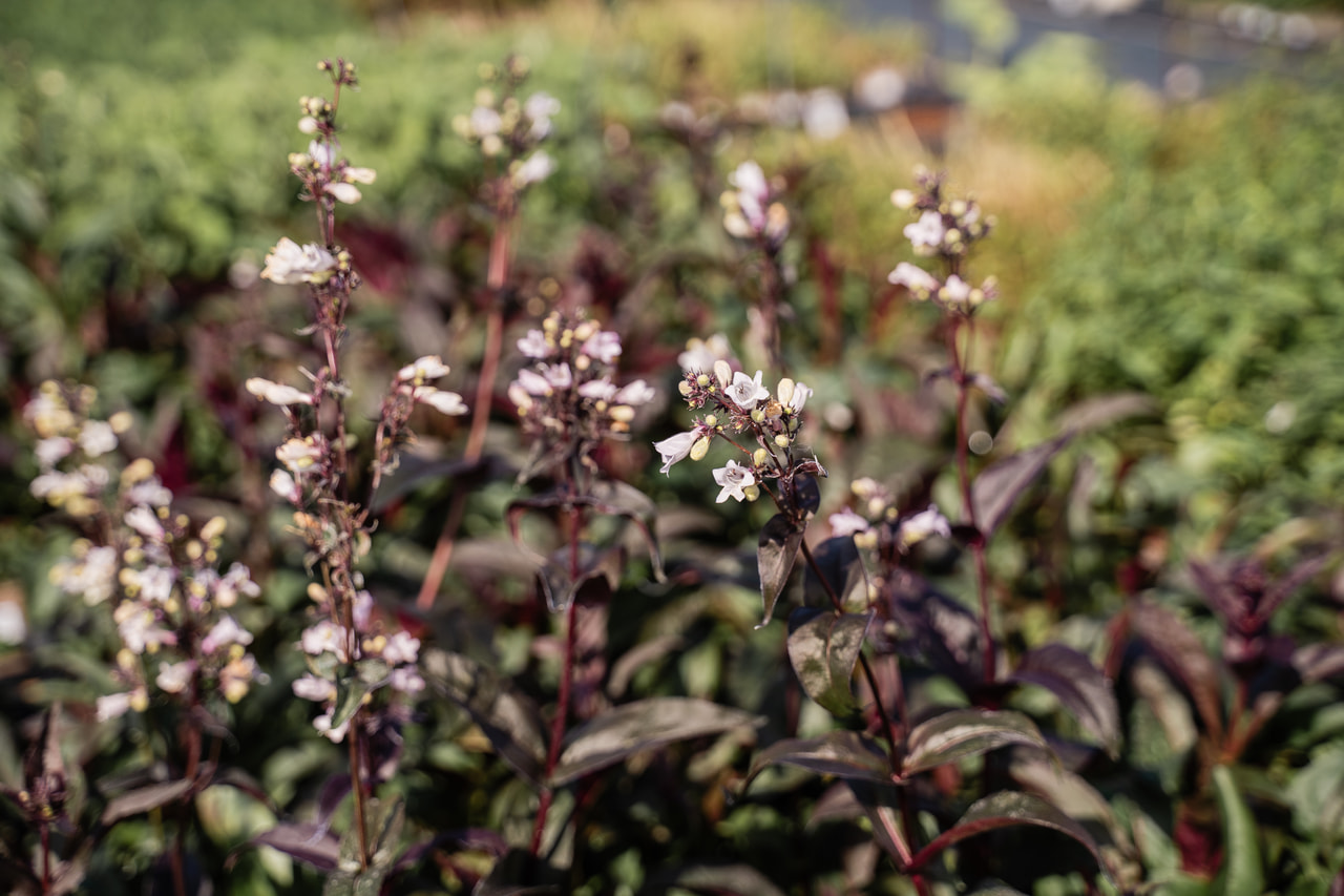 Pipo Husker Red, Loukykvět