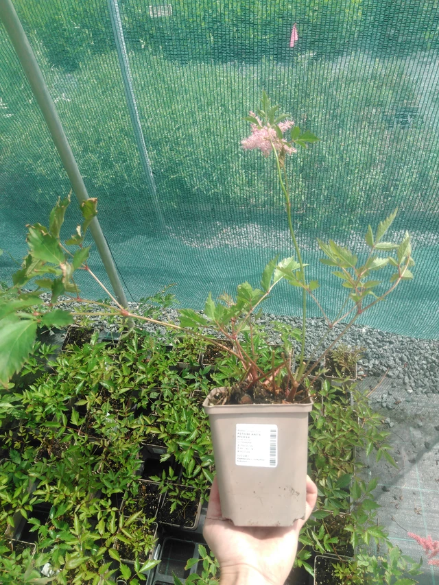 Jaloangervo Anita Pfeifer - 2024