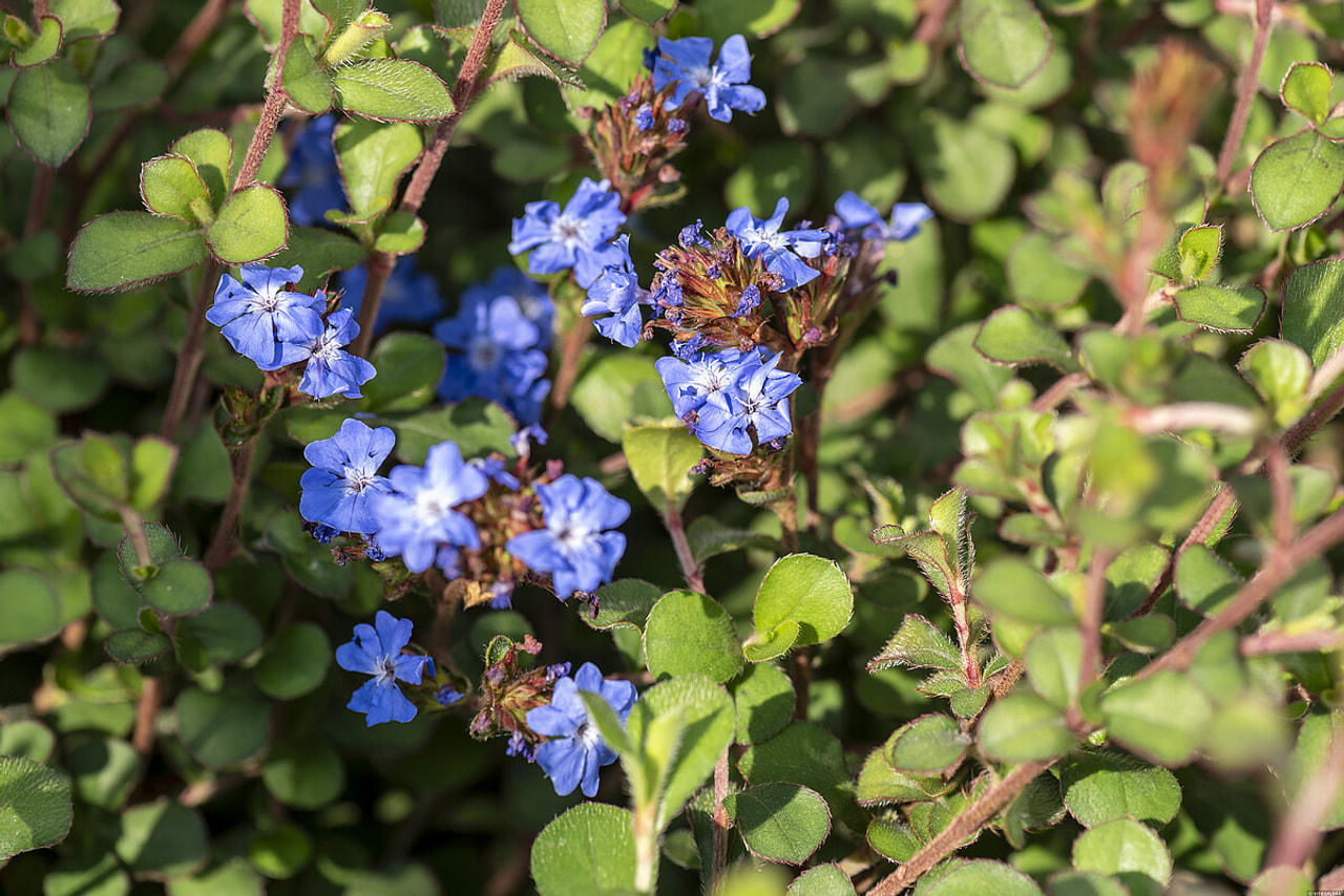 Lyijykukka, Loukykvět