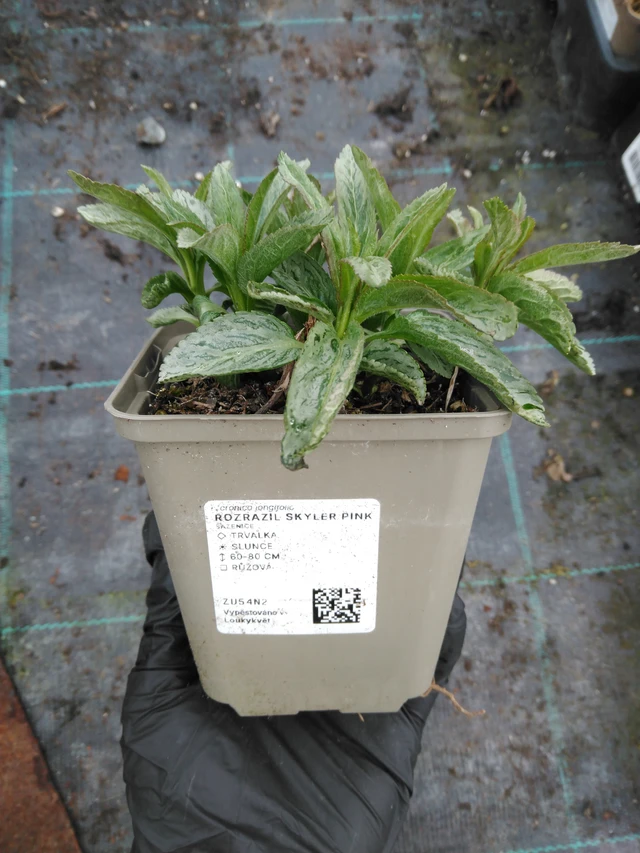 Tähkätädyke Skyler Pink - 1. 4. 2026