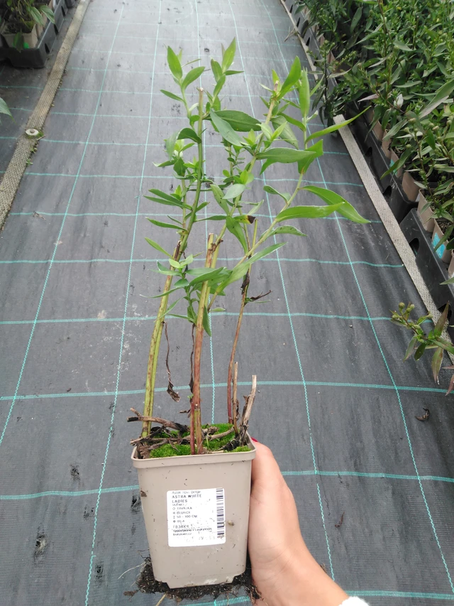 Syysasteri White Ladies - 11. 9. 2025