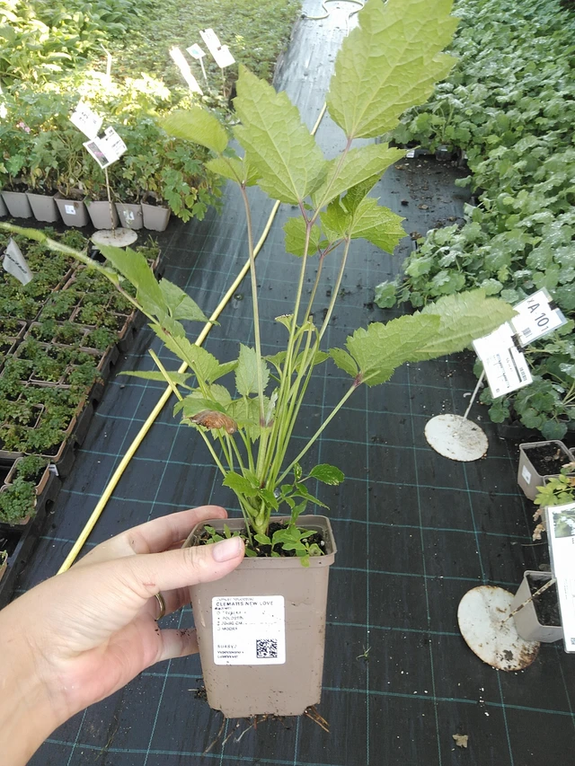 Clematis New Love - 19. 8. 2025