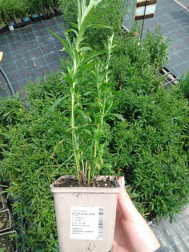 Asteri Blue Star - 9. 6. 2025