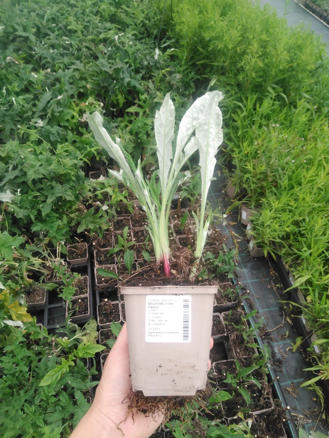 Sinipallo-ohdake Star Frost - 2024