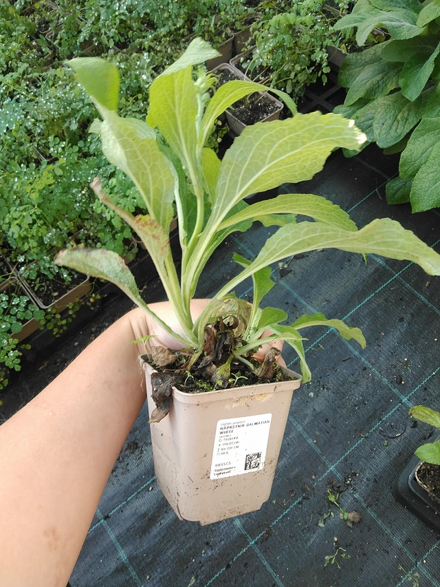 Sormustinkukka Dalmatian White - 19. 8. 2025