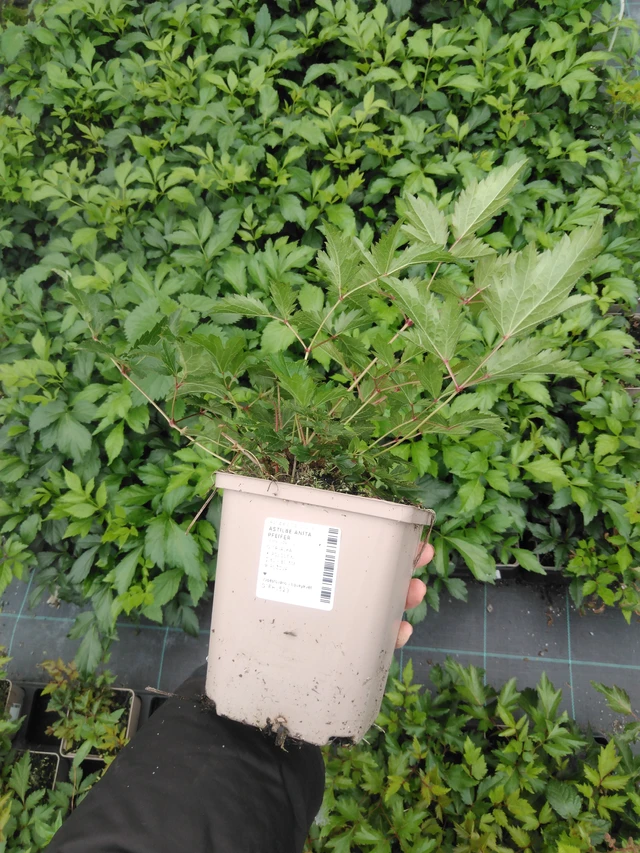 Jaloangervo Anita Pfeifer - 2024