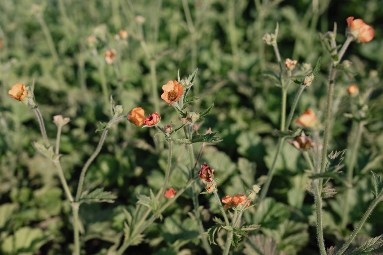 Kellukka Totally Tangerine, Loukykvět