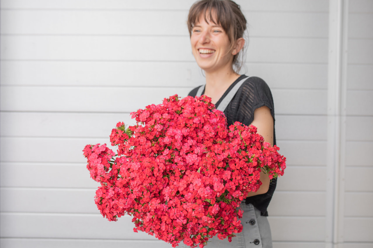 Clavel del poeta Sweet Coral, Loukykvět