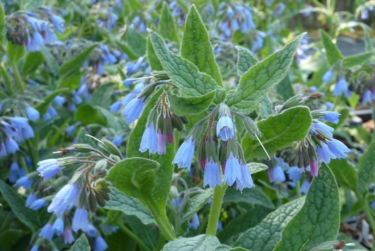 Kostival Hidcote Blue, Loukykvět