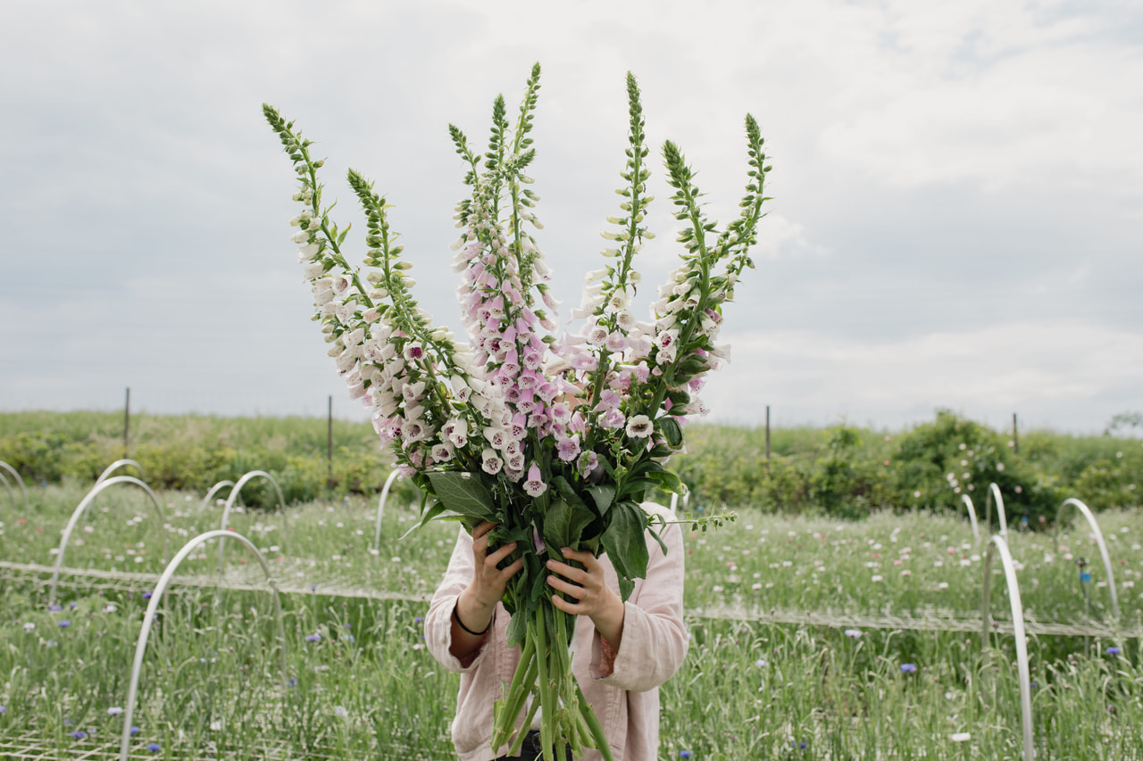 Sormustinkukka Pam’s Choice, Loukykvět