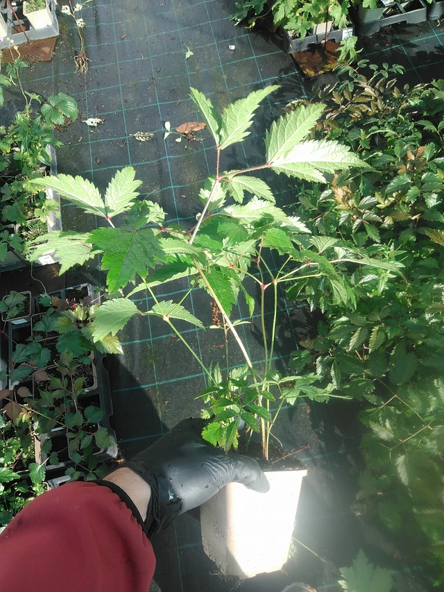 Jaloangervo Cattleya - 13. 10. 2025