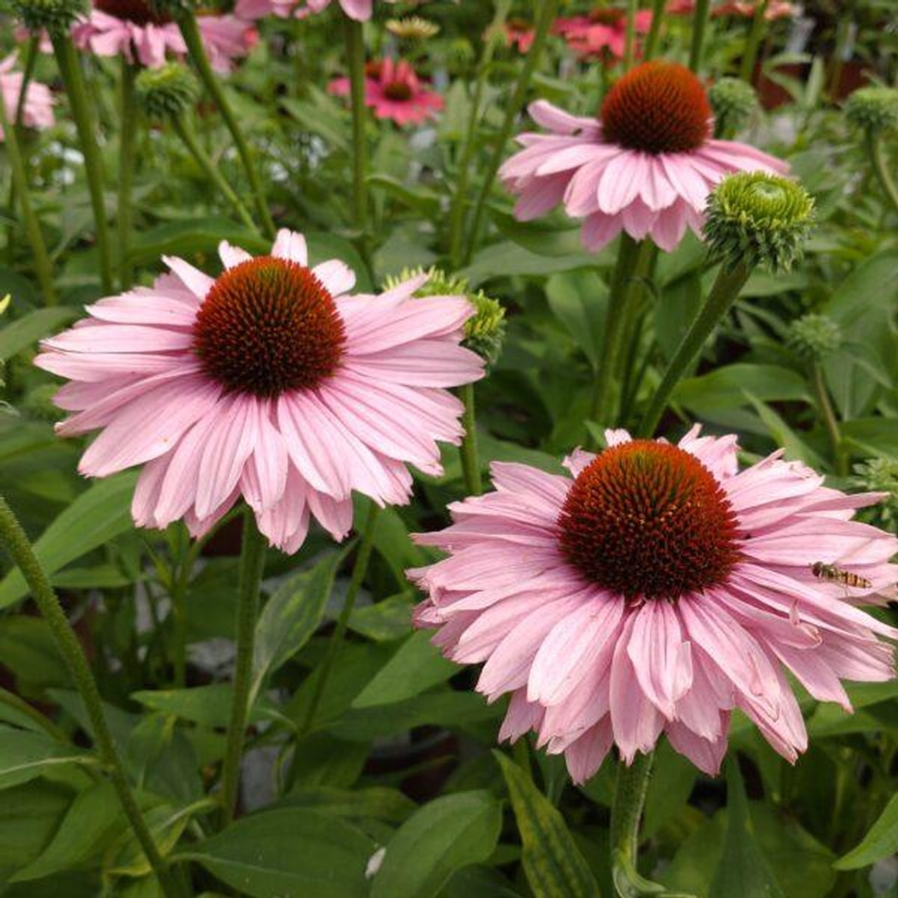 Echinacea SunSeekers Blush, Loukykvět