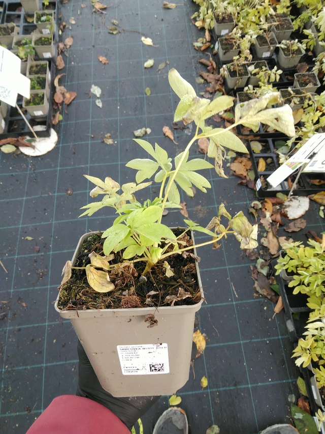 Dicentra White Gold - 31. 10. 2025