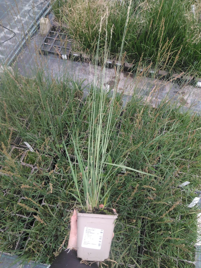 Isosiniheinä Karl Foerster - 2024