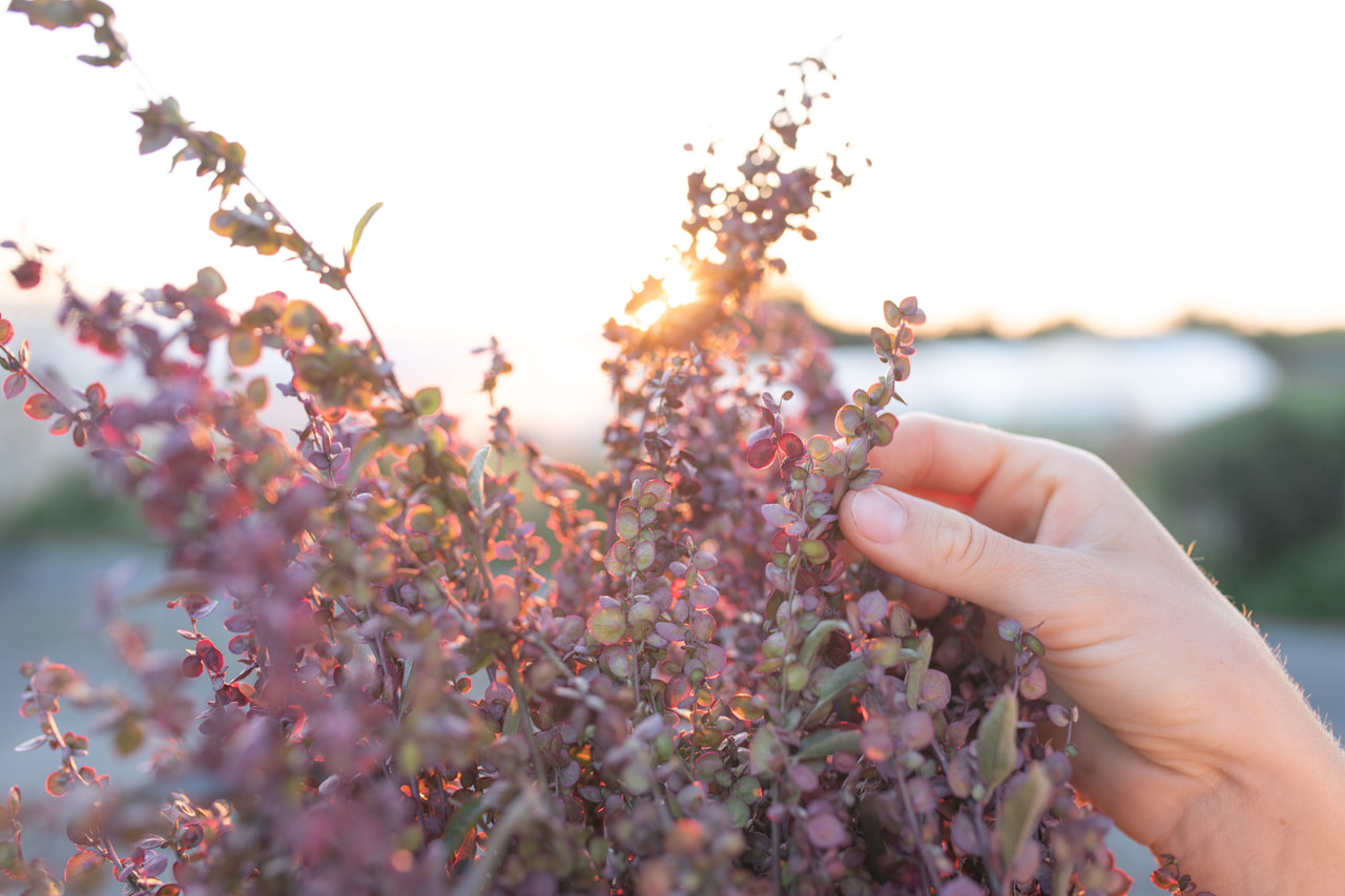 Tuinmelde Plume Red, Loukykvět