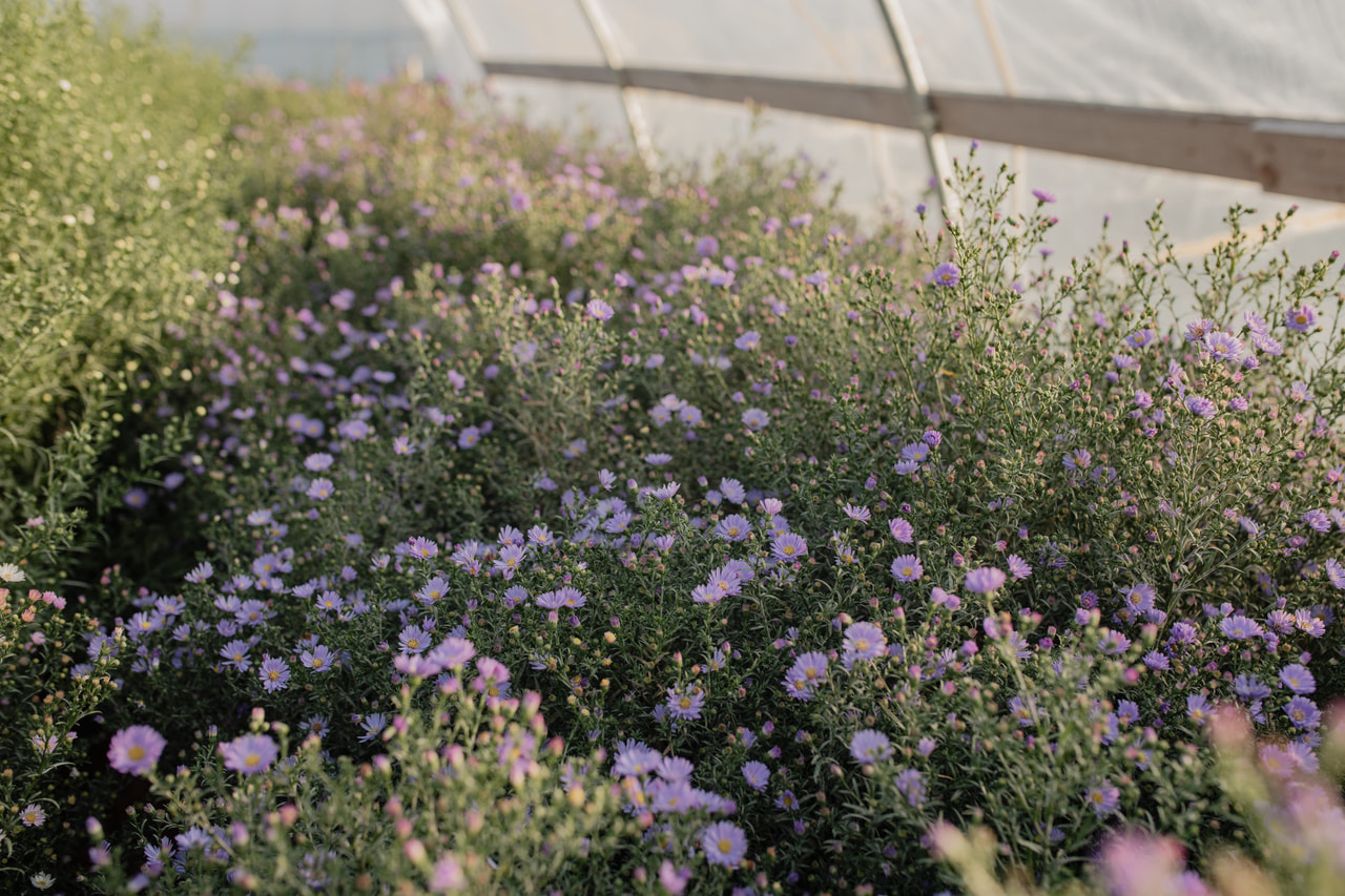 Asteri Cassandra, Loukykvět