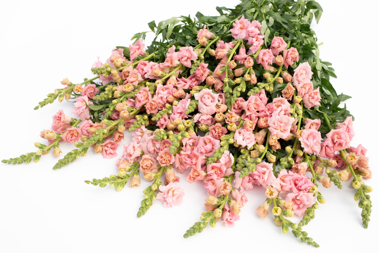 Leijonankita Snapstar Pink, Loukykvět