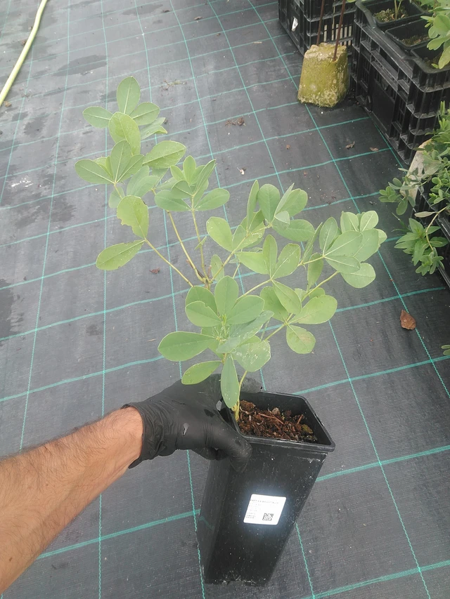 Baptisia Bright Blue - 10. 9. 2025