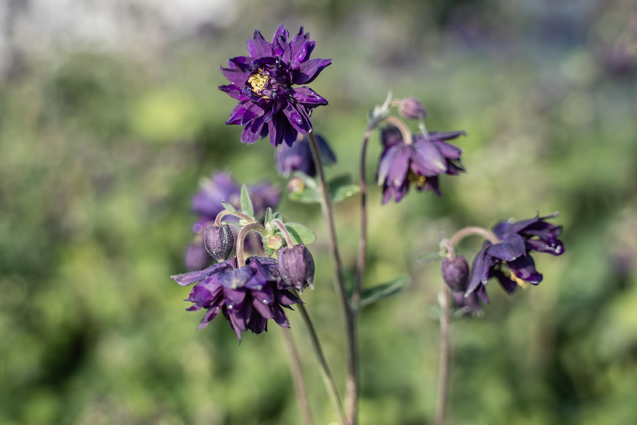 Akileija Blue Barlow, Loukykvět