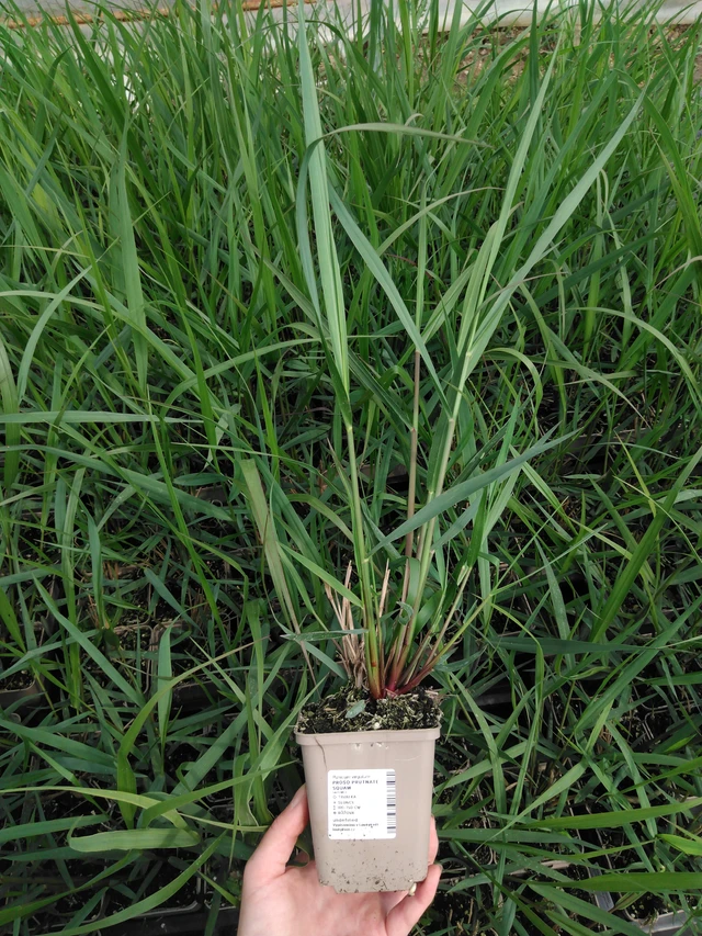 Panicum Squaw - 2024