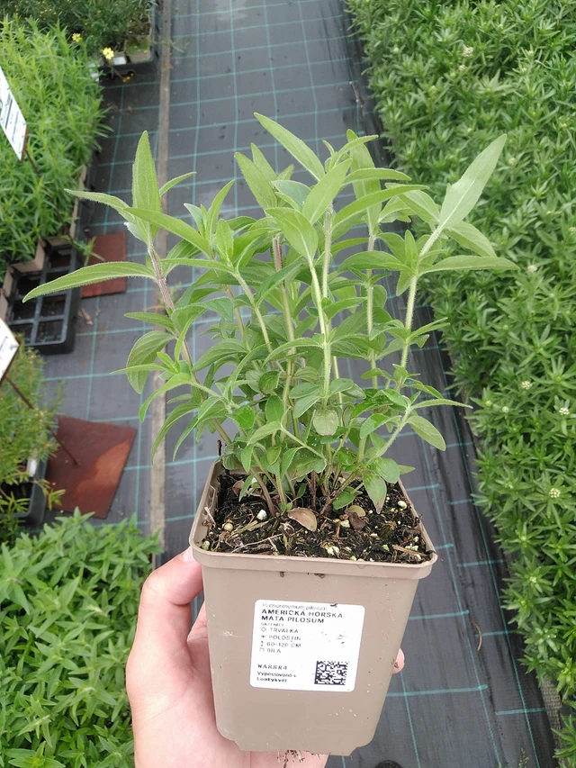 Menta de montaña americana Pilosum - 7. 7. 2025