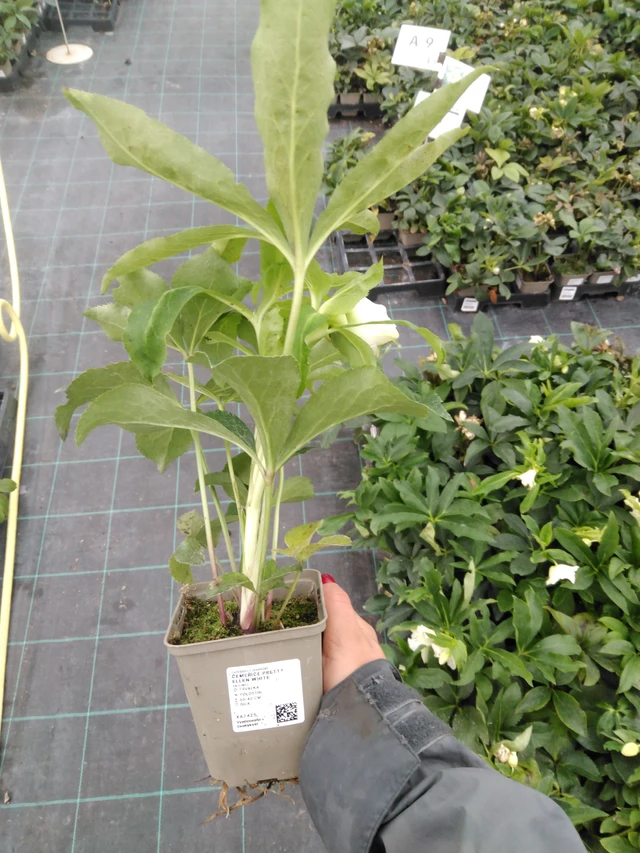 Jouluruusu Pretty Ellen White - 10. 9. 2025