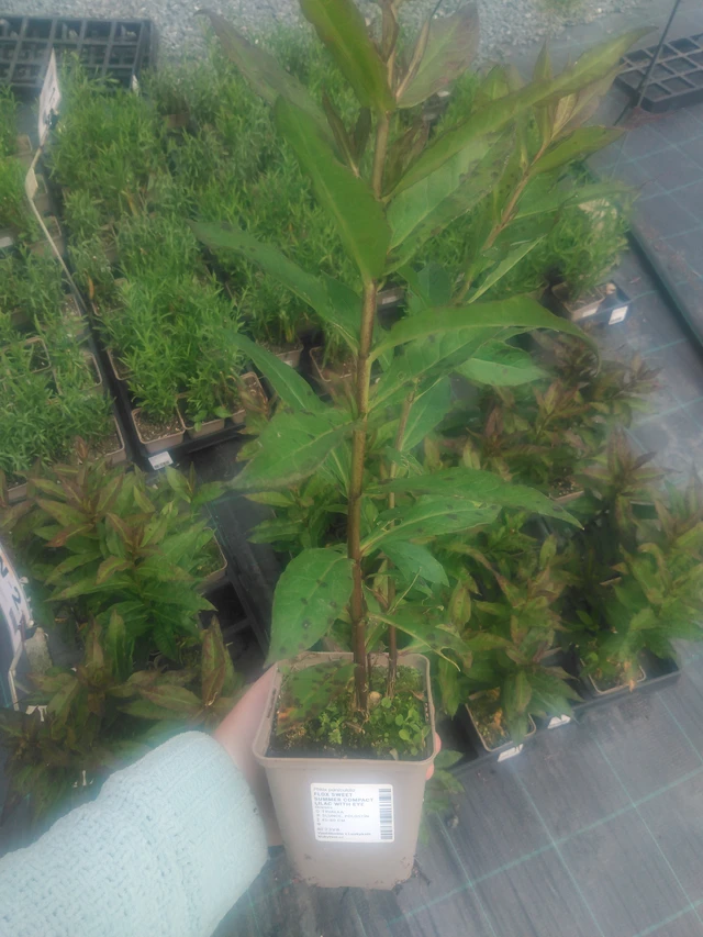 Syysleimu Sweet Summer Compact Lilac with Eye - 2024