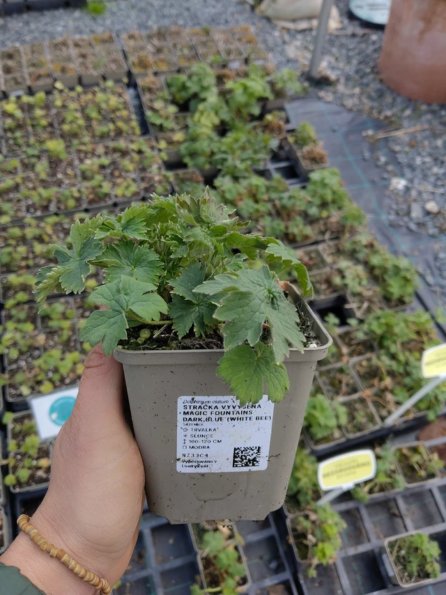 Espuela de caballero Magic Fountains Dark Blue (White Bee) - 21. 4. 2026