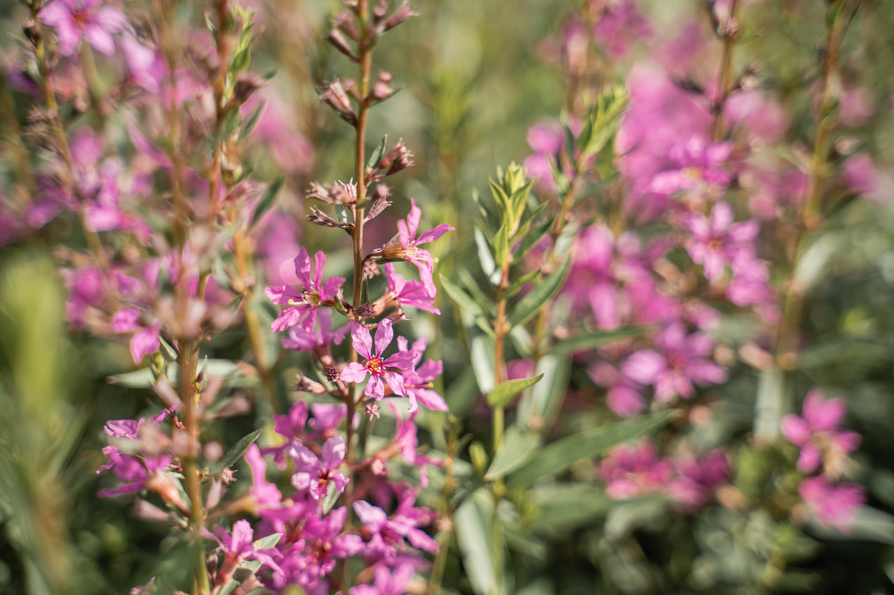 Rantakukka Rose Queen, Loukykvět