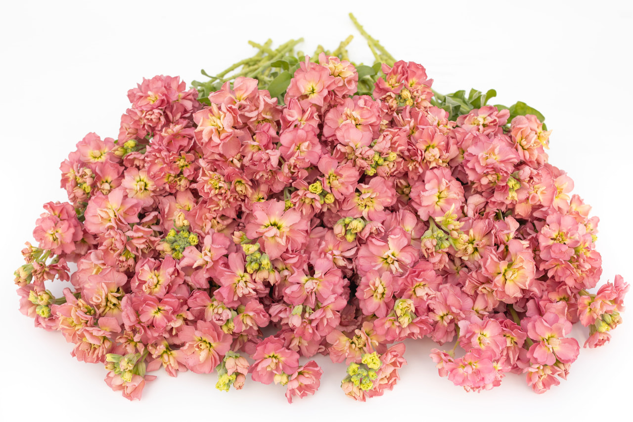 Stock StoX Antique Rose, Loukykvět