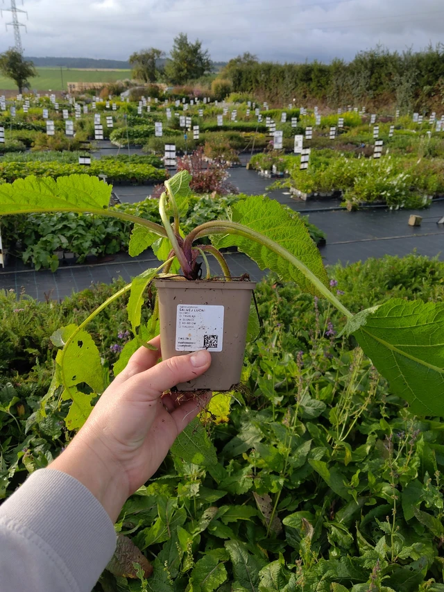 Aassalvei - 9. 10. 2025