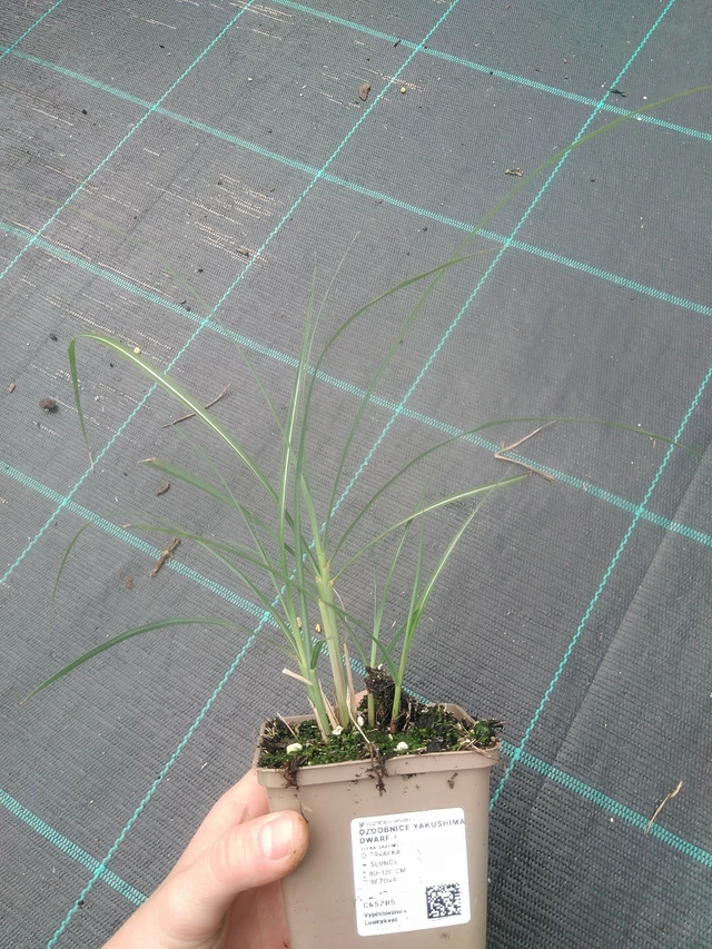 Miscanthus Yakushima Dwarf - 17. 7. 2025