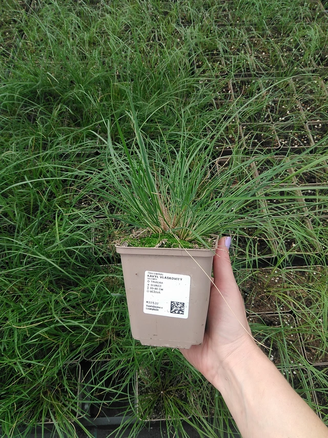 Hiushöyhenheinä - 9. 6. 2025