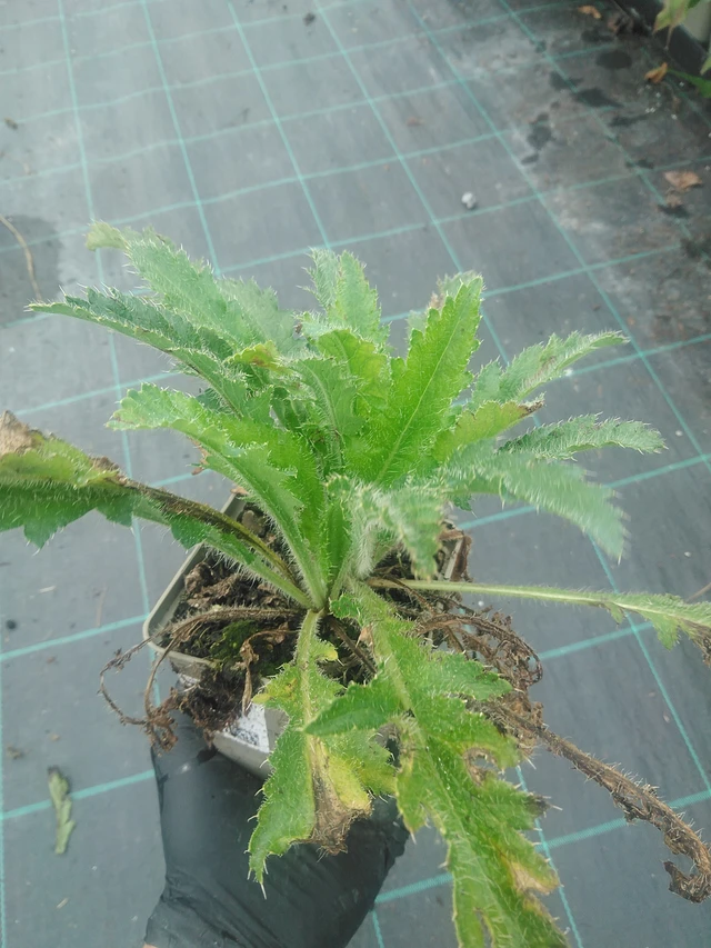 Idänunikko Beauty of Livermere - 10. 9. 2025