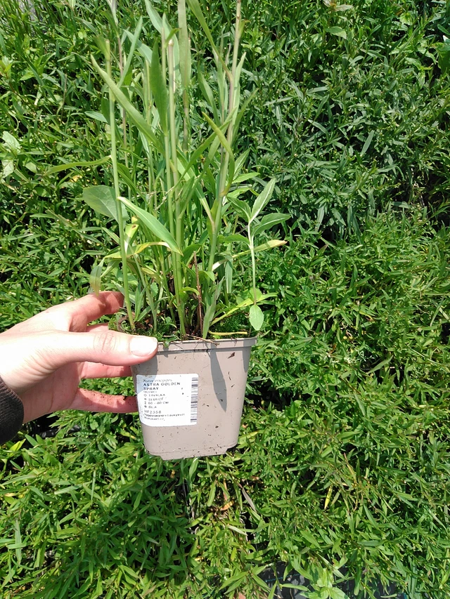 Asteri Golden Spray - 9. 6. 2025