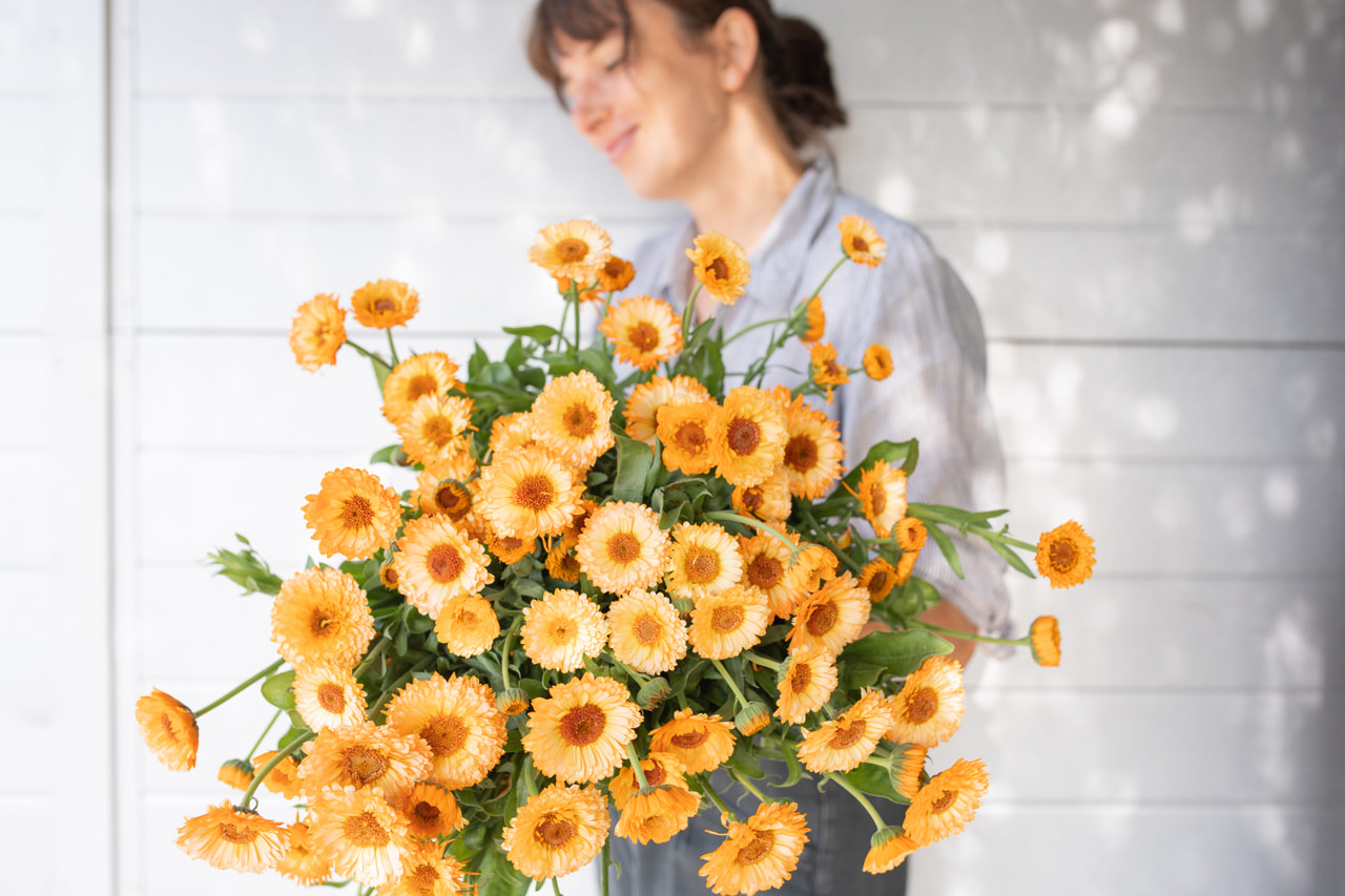 Marigold Pink Surprise, Loukykvět