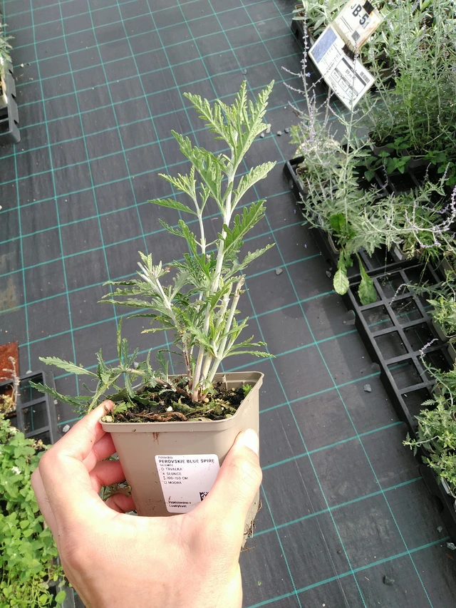 Pioska Blue Spire - 28. 7. 2025