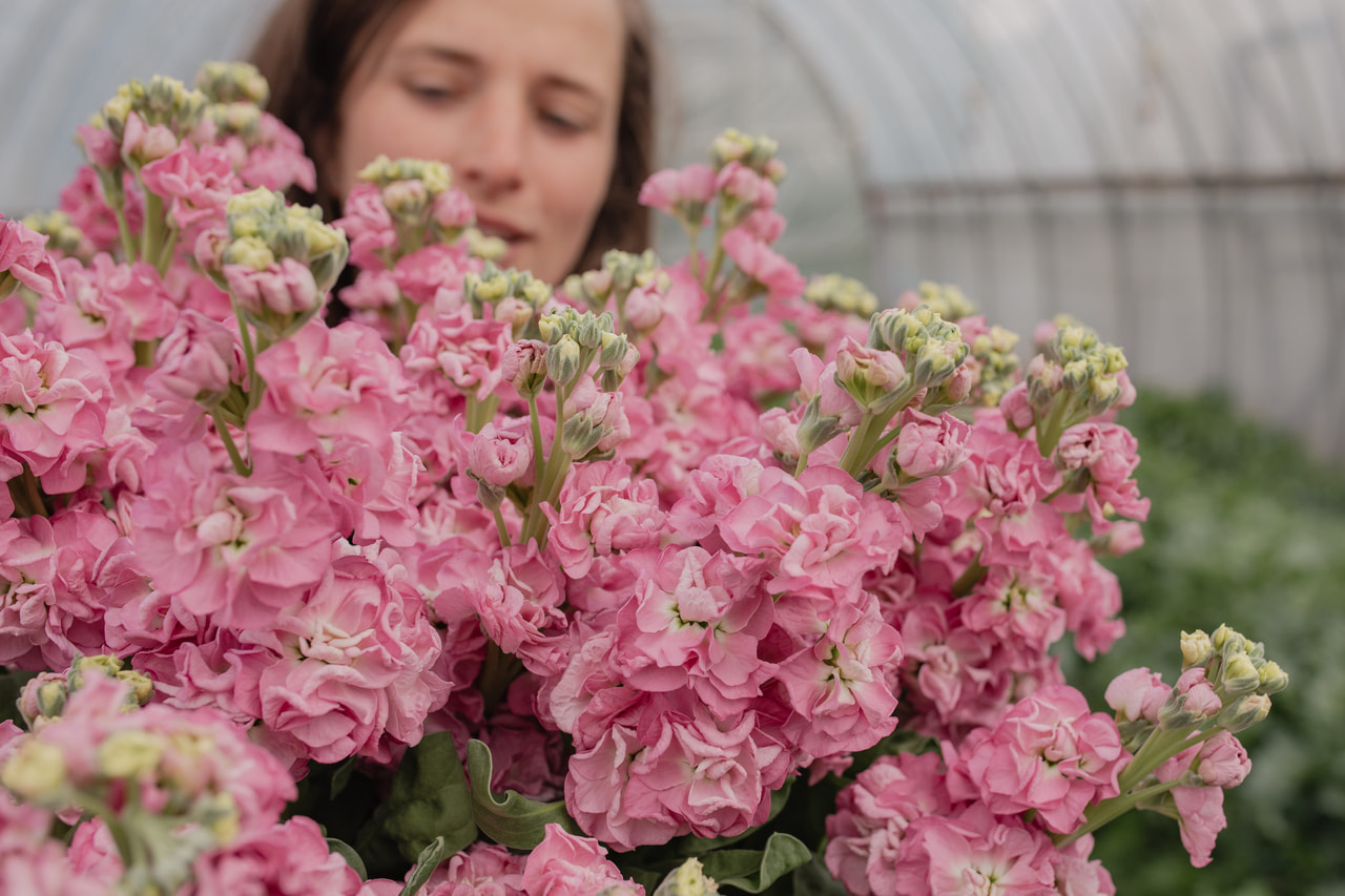 Stock StoX Rose Pink, Loukykvět