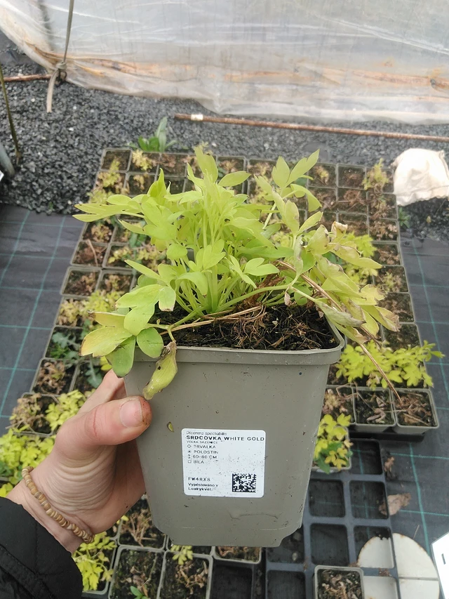 Dicentra White Gold - 20. 4. 2026