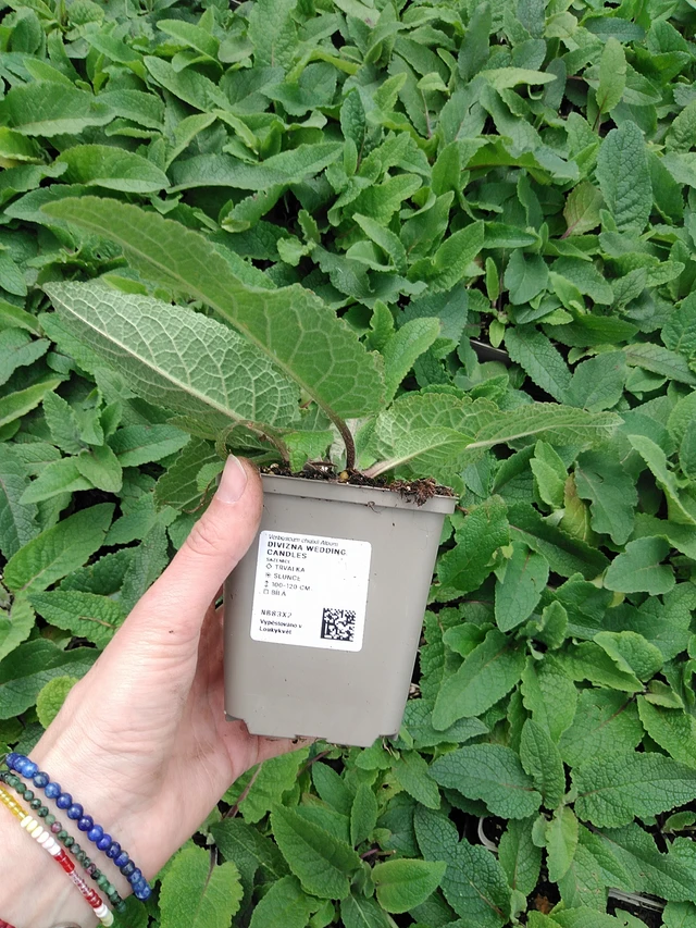 Verbascum Wedding Candles - 9. 6. 2025