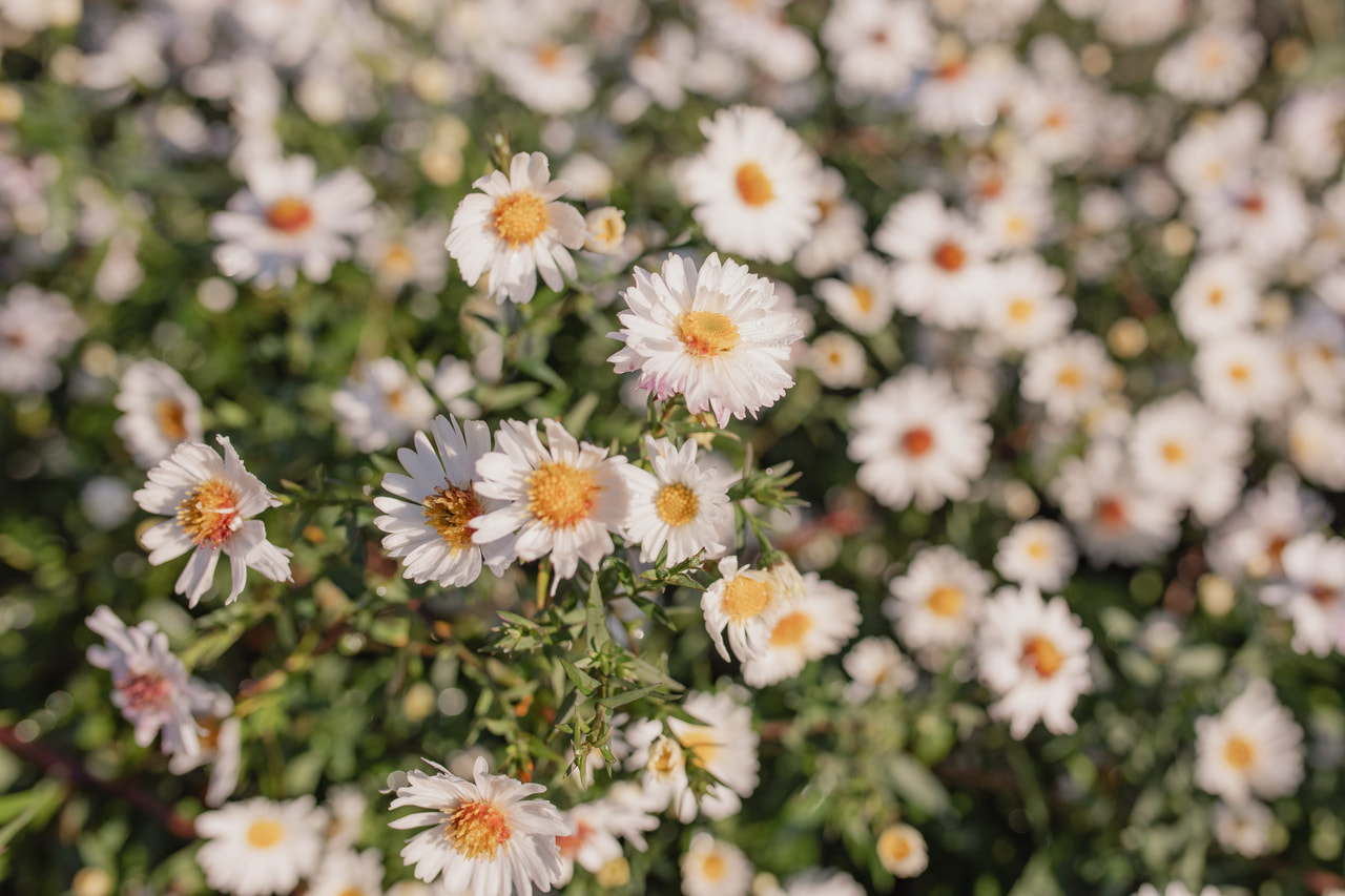 Syysasteri White Ladies, Loukykvět