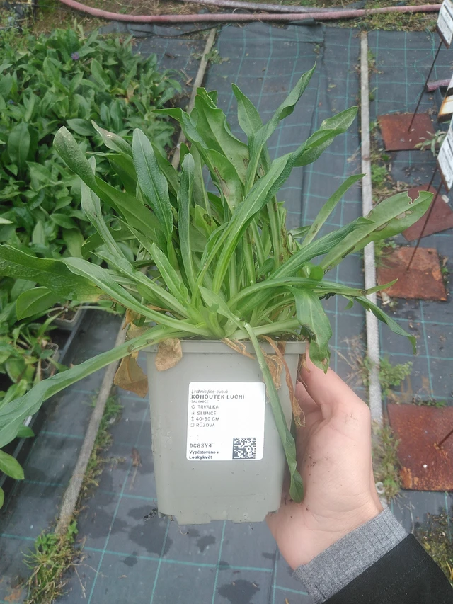 Käenkukka - 10. 10. 2025