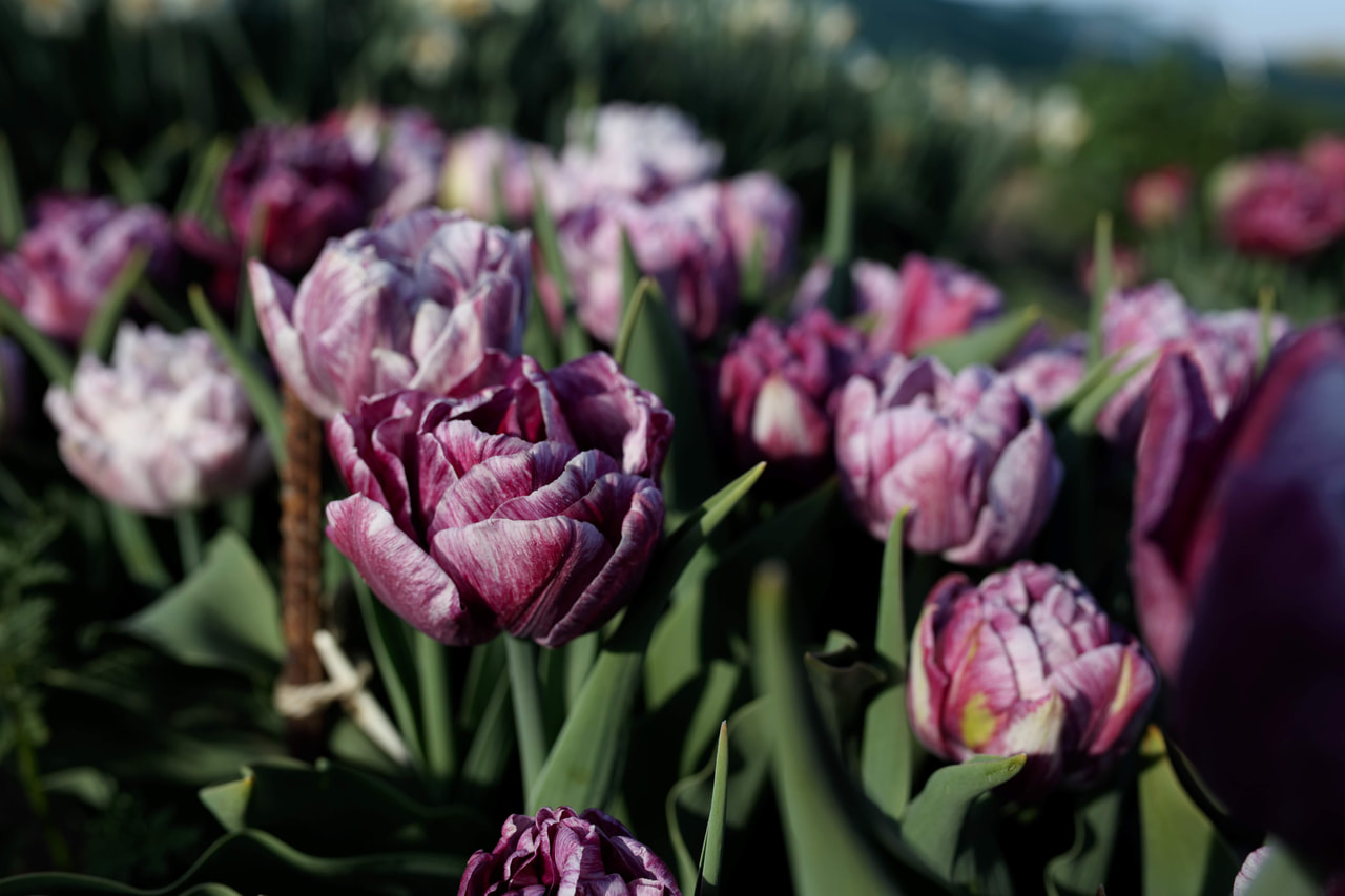 Tulipán Ragebol, Loukykvět