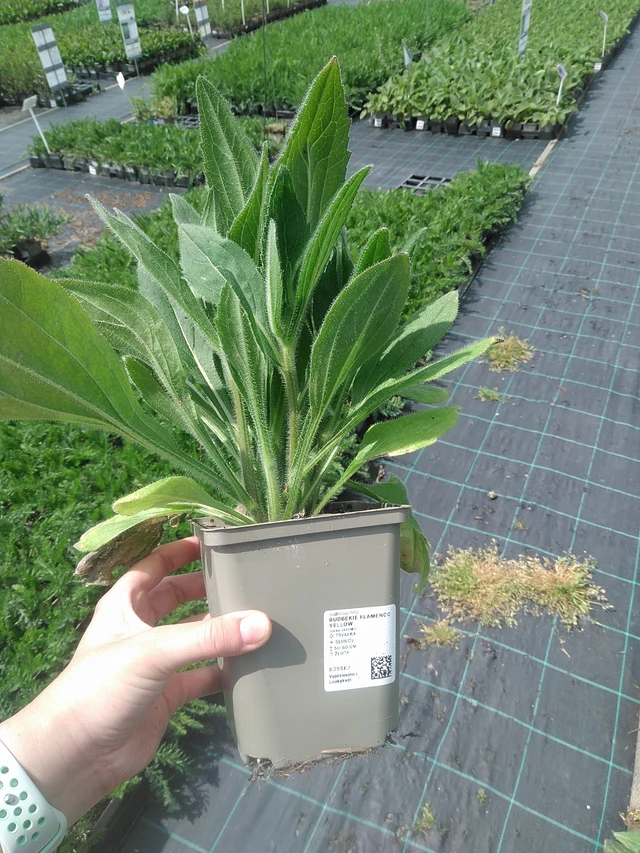Rudbeckia Flamenco® Yellow - 2. 6. 2026