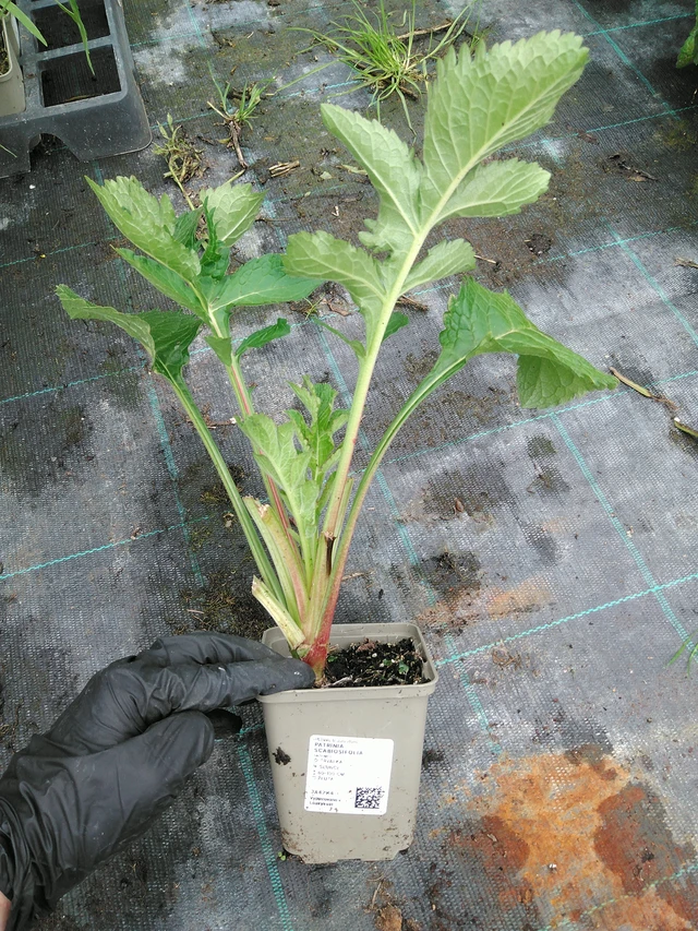 Patrinia scabiosifolia - 10. 9. 2025