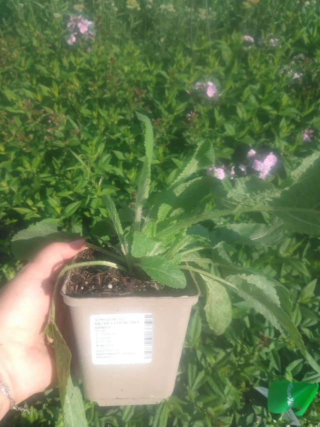 Salvia pratensis Sky Dance - 2024