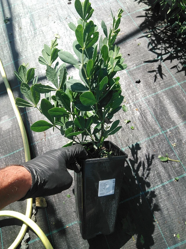 Baptisia australis - 19. 8. 2025